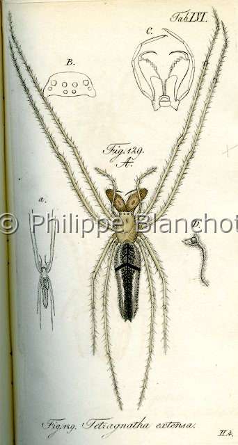 Collection-araignees_ 009.JPG - Archives Araignees, Arachniden, Dr Carl Wilhelm Hahn, 1831, Tregnatha extensa